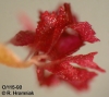 Bulbophyllum wendlandianum  (09)